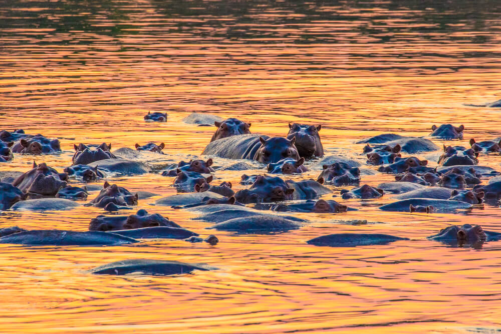 Flußpferde an den Victoria Falls in Sambia