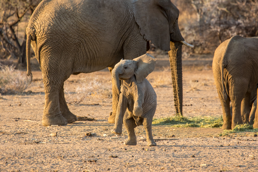 Sambia Namibia Safari - Elefanten beobachten 