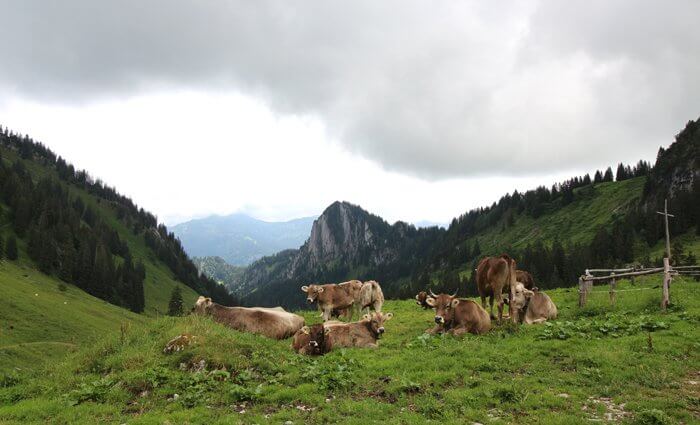 Kühe in den Bergen auf der Alm - Vorsicht beim Wandern mit Hund