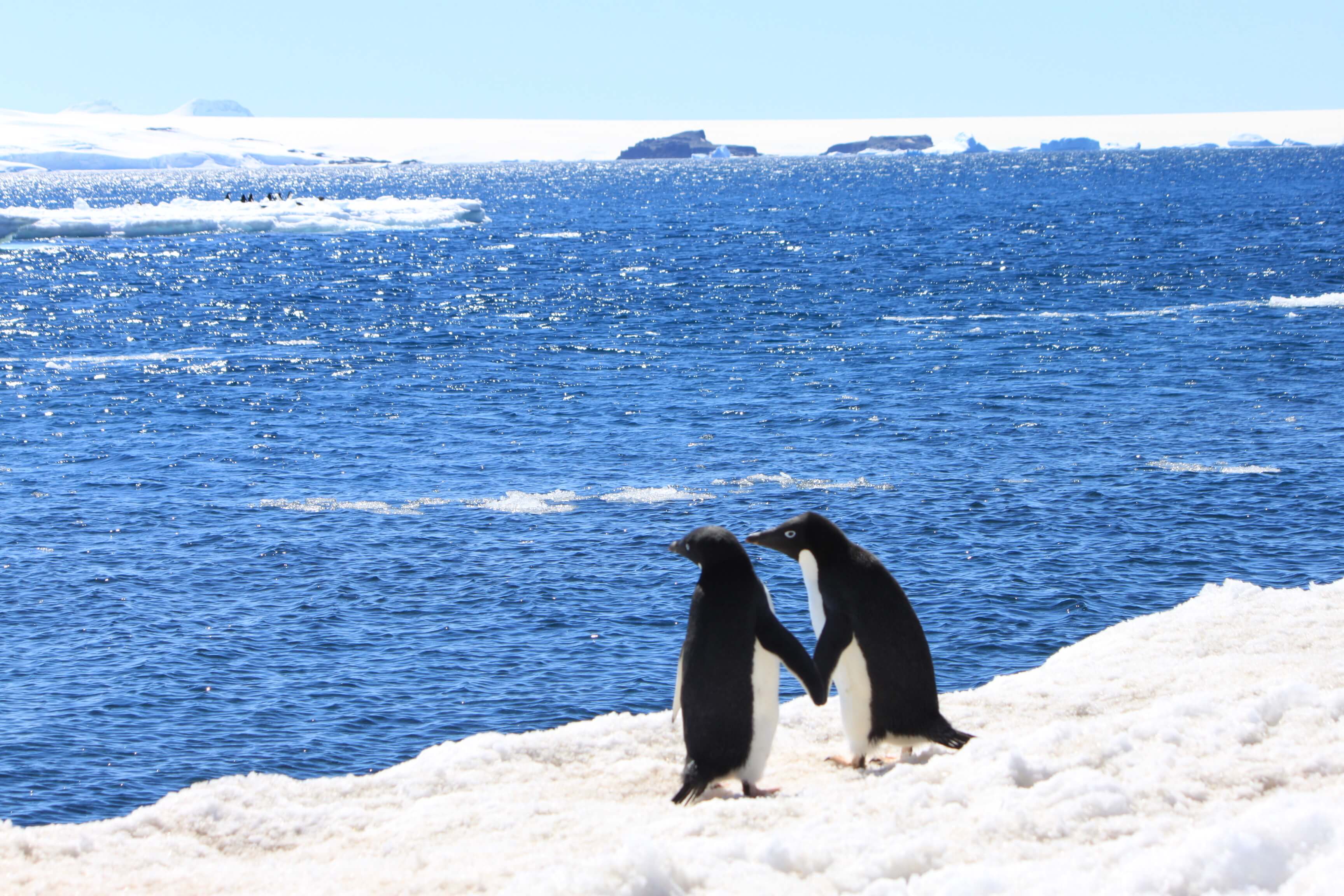 Expedition Antarktis Pinguine