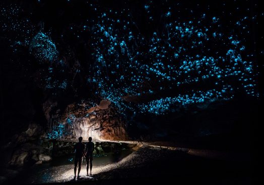 "Glowworms" Höhle Waipu Cave in Neuseeland