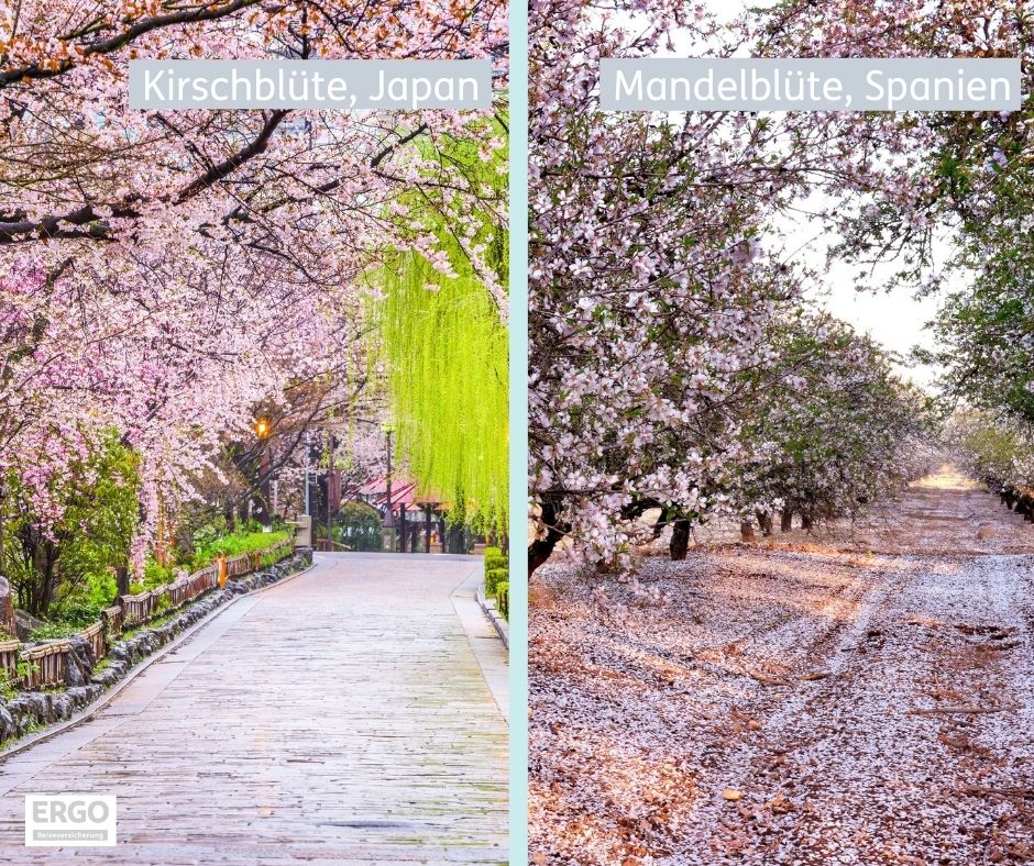 Kirschblüte Hanami in Japan und Mandelblüte auf Mallorca