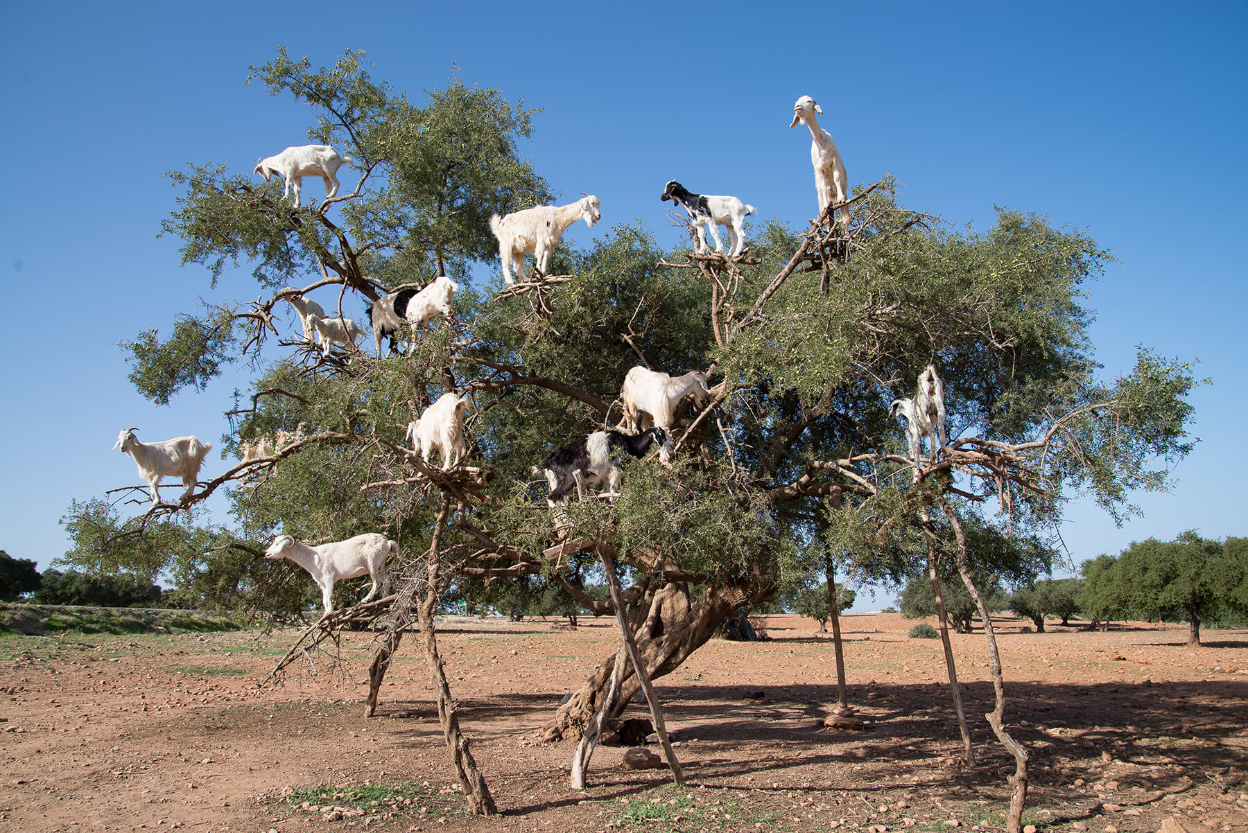 Ziegen sitzen auf einem Baum XXL-Ansichtskarte Marokko feeding black goats